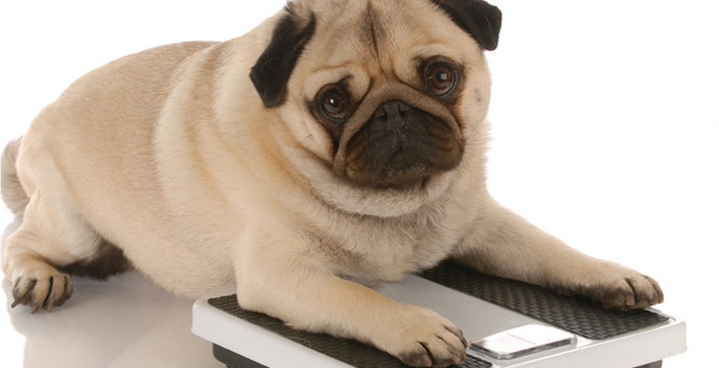 Dog weight loose