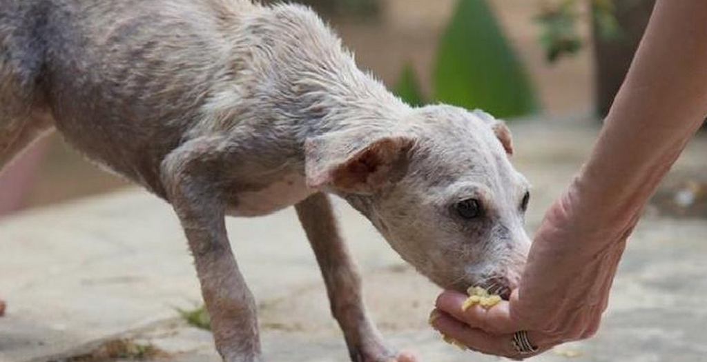 Feeding stray dog