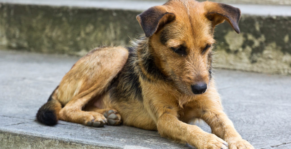Posioned stray dogs