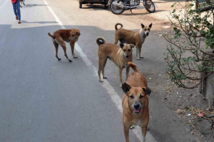 Stray Dogs Off The Roads