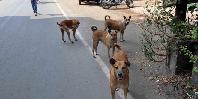 Stray Dogs Off The Roads