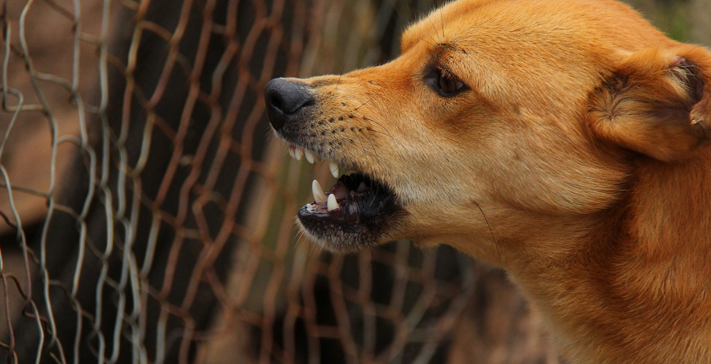 Stray dog bite cases