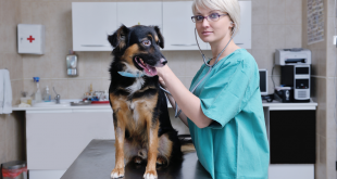 The Best Arthritis Medicine For Dogs