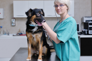 The Best Arthritis Medicine For Dogs