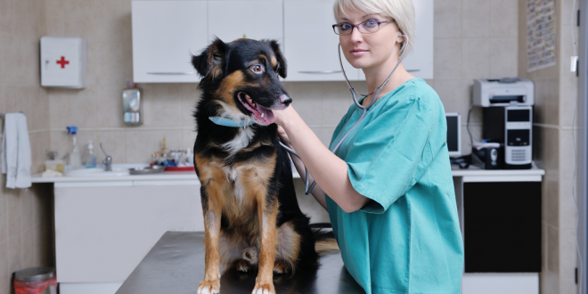 The Best Arthritis Medicine For Dogs
