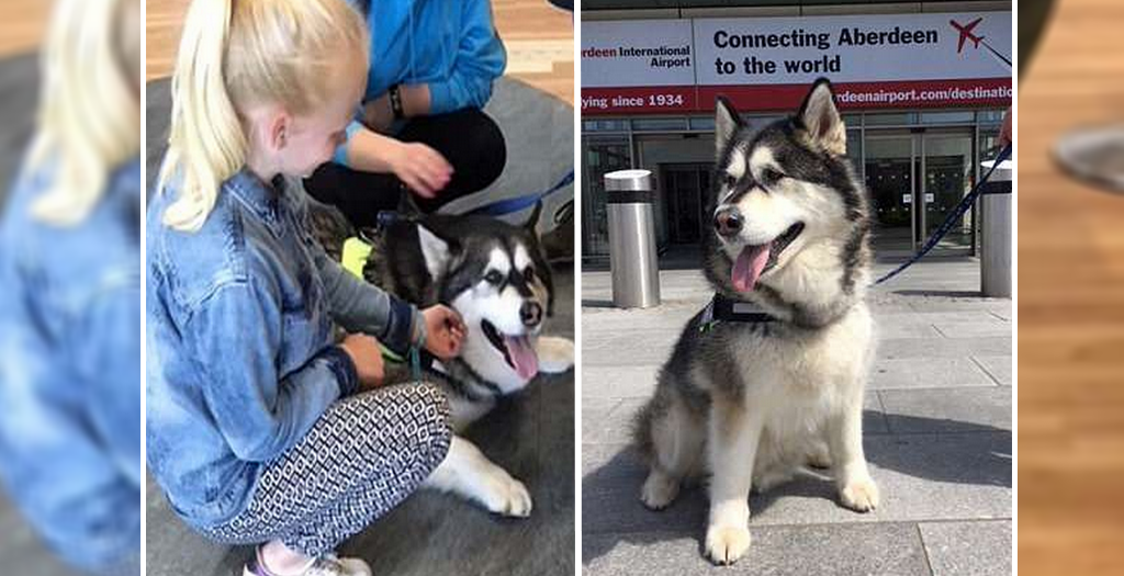 Therapy dogs