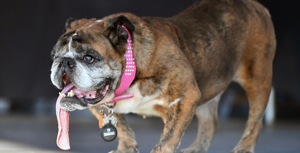 World's Ugliest Dog