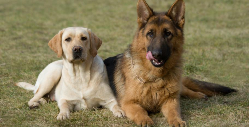 Abandoned dogs