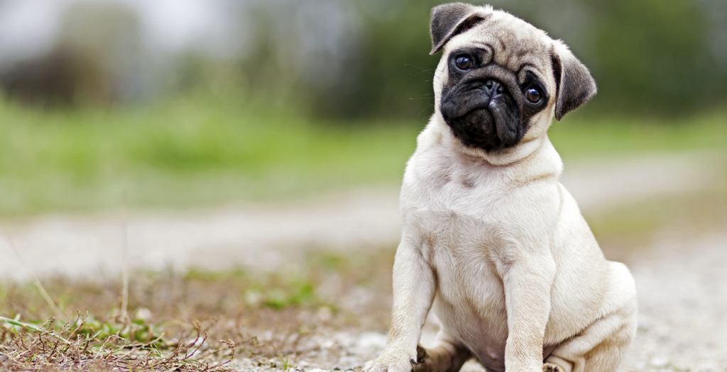 pug attacked by stray dogs