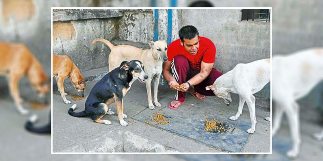 download feeding stray dogs for free