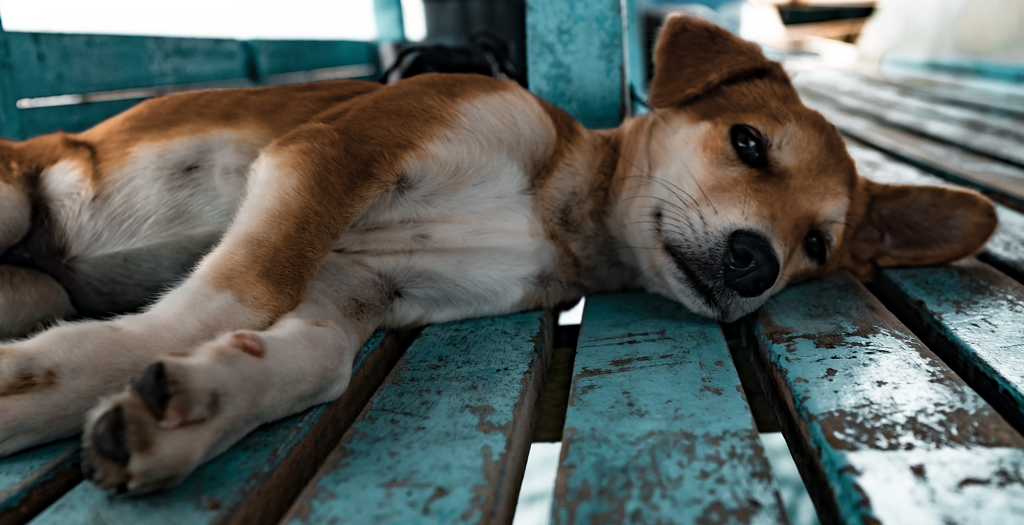 11 Dogs Die In A Van