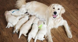 6 Best Ways To Improve Dog Milk Production