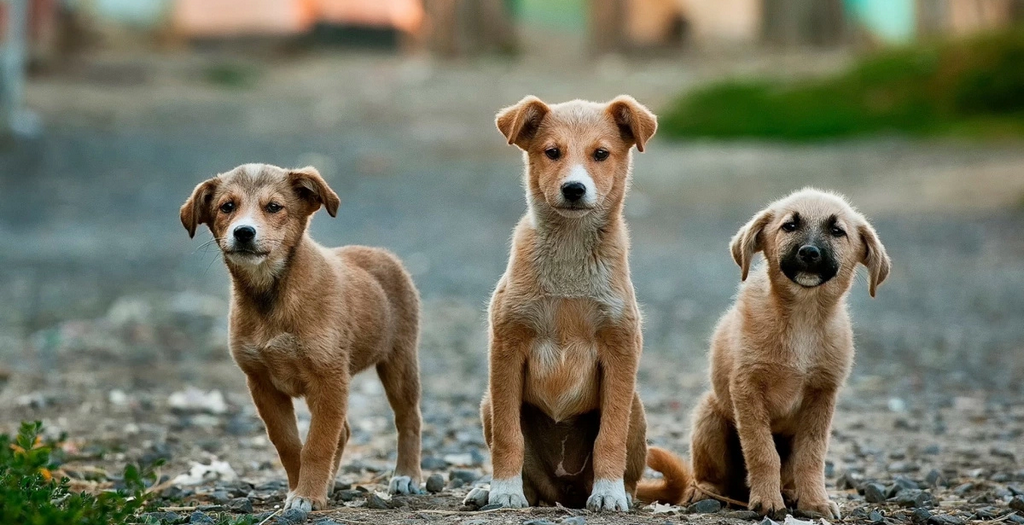 Adopt stray dog