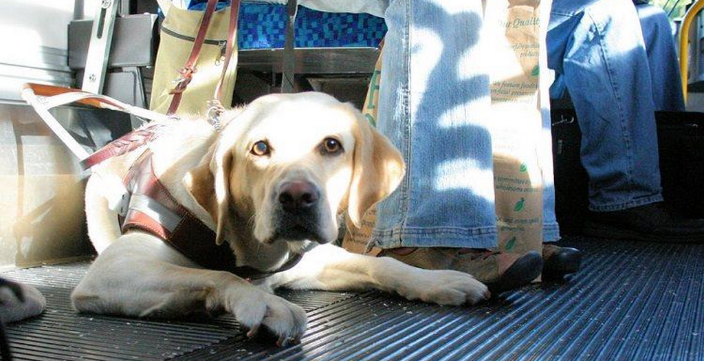 Karnataka Road Transport Corporation To Ban Pets on Buses