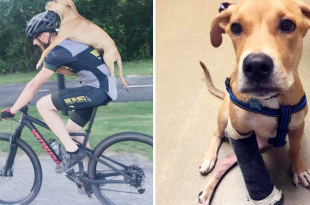 Cyclist Helps Injured Stray Dog