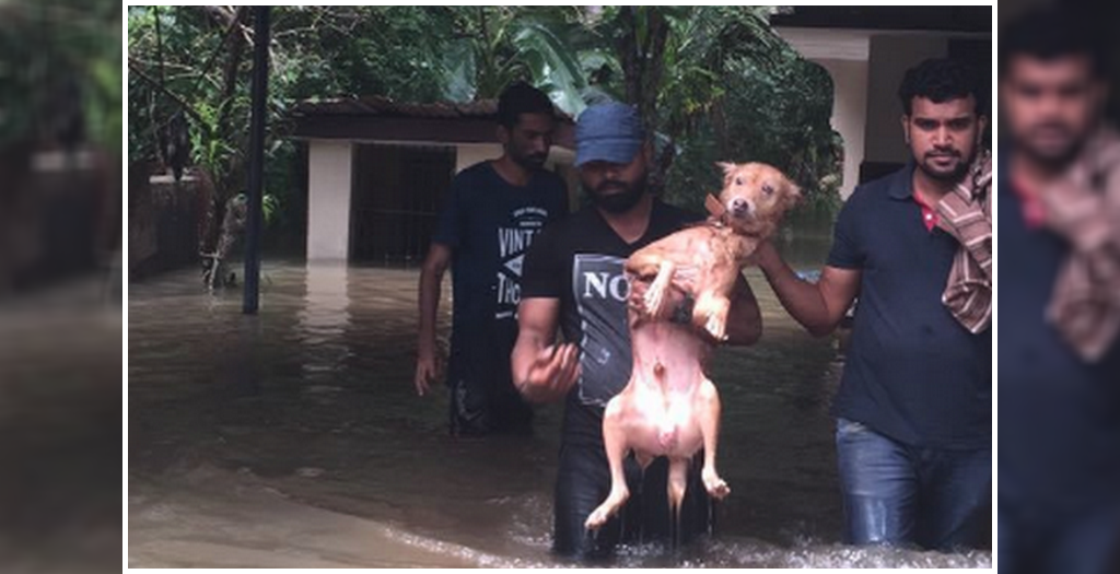 Animal Rescuers Saved A Dog From Drowning During Floods In Kerala |  DogExpress