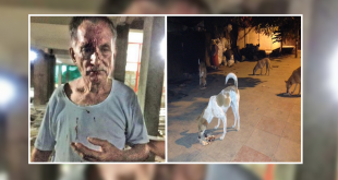 Ex-Soldier Beaten Up For Feeding Stray