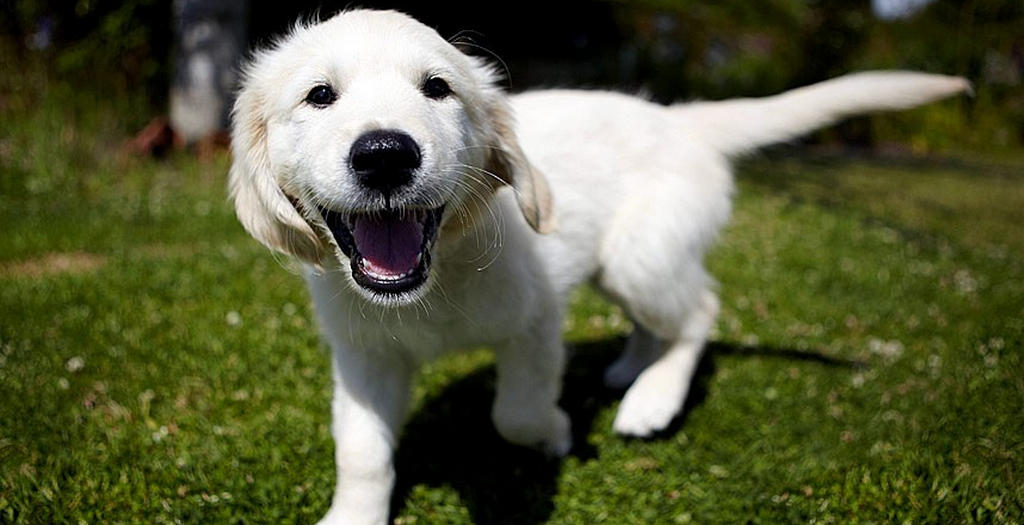 Pet dogs