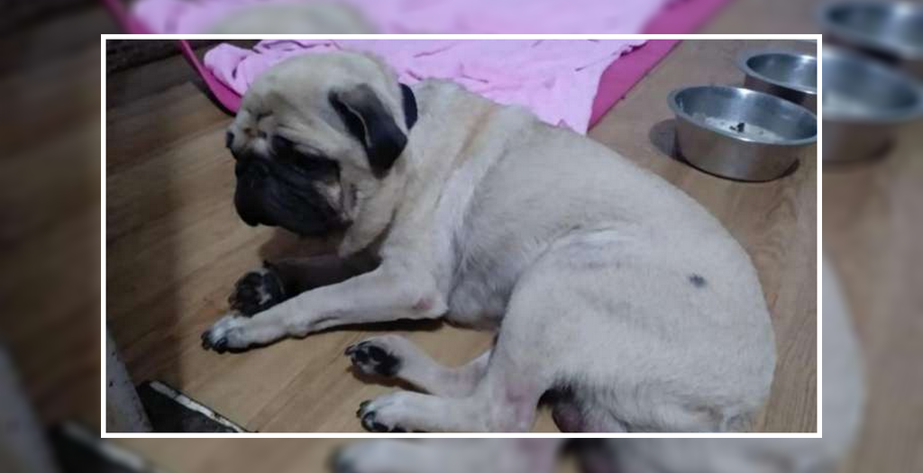 Sick pug