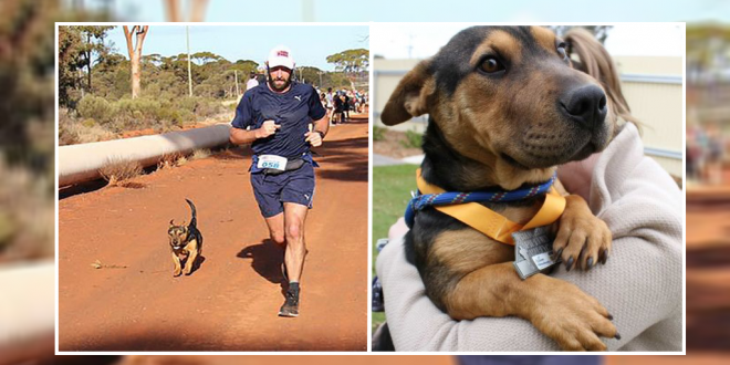 Stray dog wins the marathon