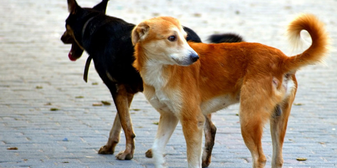 Stray dogs in Panchkula
