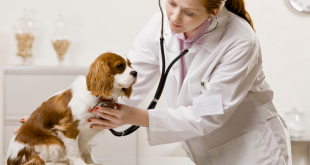 Is Your Dog Suffering From A Heart Disease?
