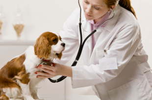 Is Your Dog Suffering From A Heart Disease?
