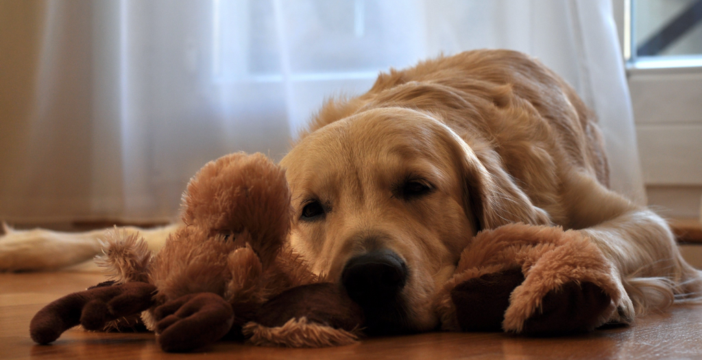 Upset dog stomach