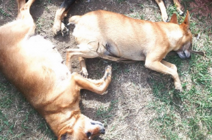 4 dogs poisioned in new Delhi