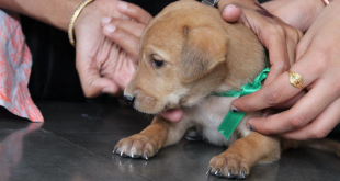 Adopt Indian dog breed