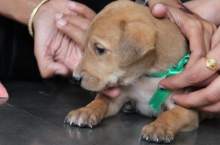 Adopt Indian dog breed