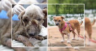 An Incredible Transformation Of A Stray Dog