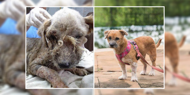 An Incredible Transformation Of A Stray Dog
