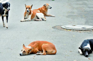 Breed of Indian dogs