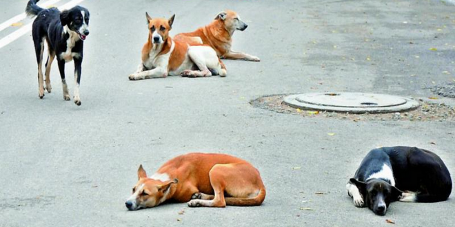 Breed of Indian dogs