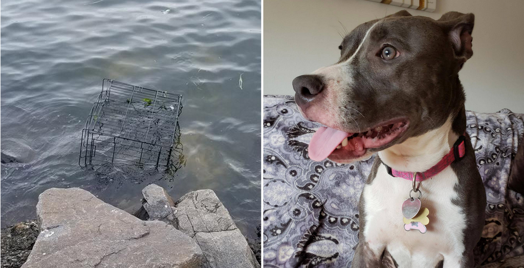 Dog abandoned in US