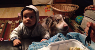 Dog with kid