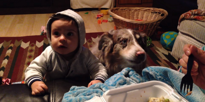 Dog with kid