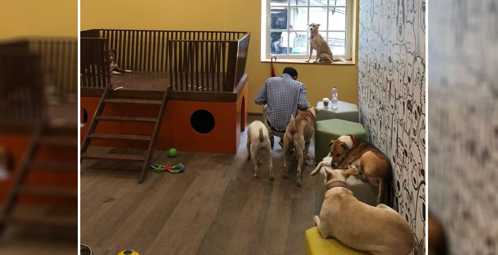 Home for stray dogs