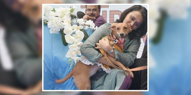 Indian dog breed at dow show