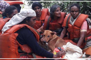 Kerala dog rescue