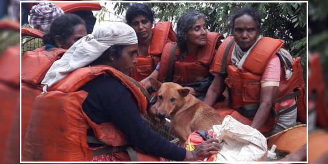 Kerala dog rescue