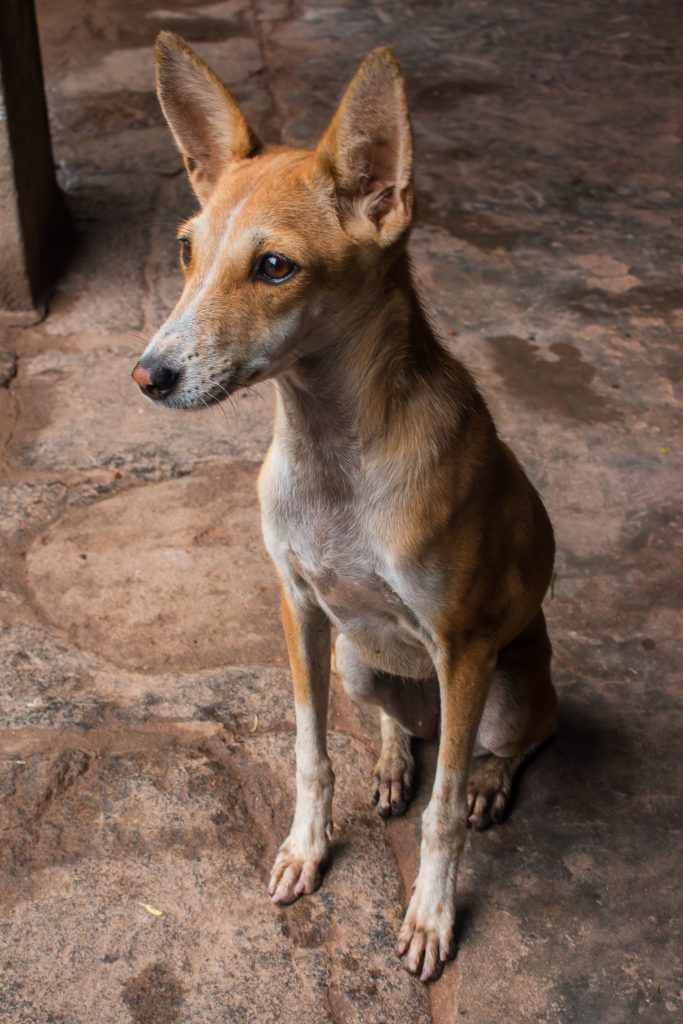 Why Indian Pariah Is The Best Dog Breed For Indian Families?