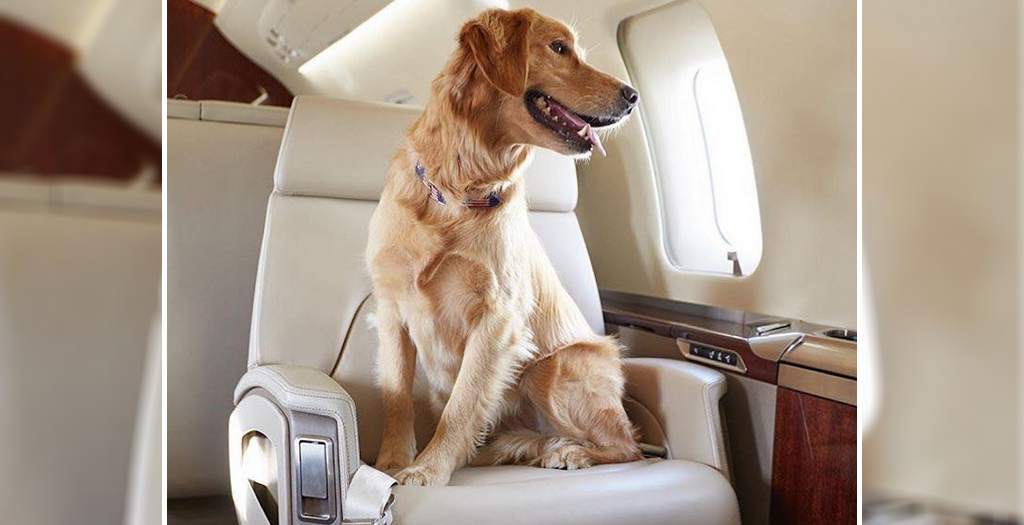 Instructions on how to do the paperwork for your pet on the plane