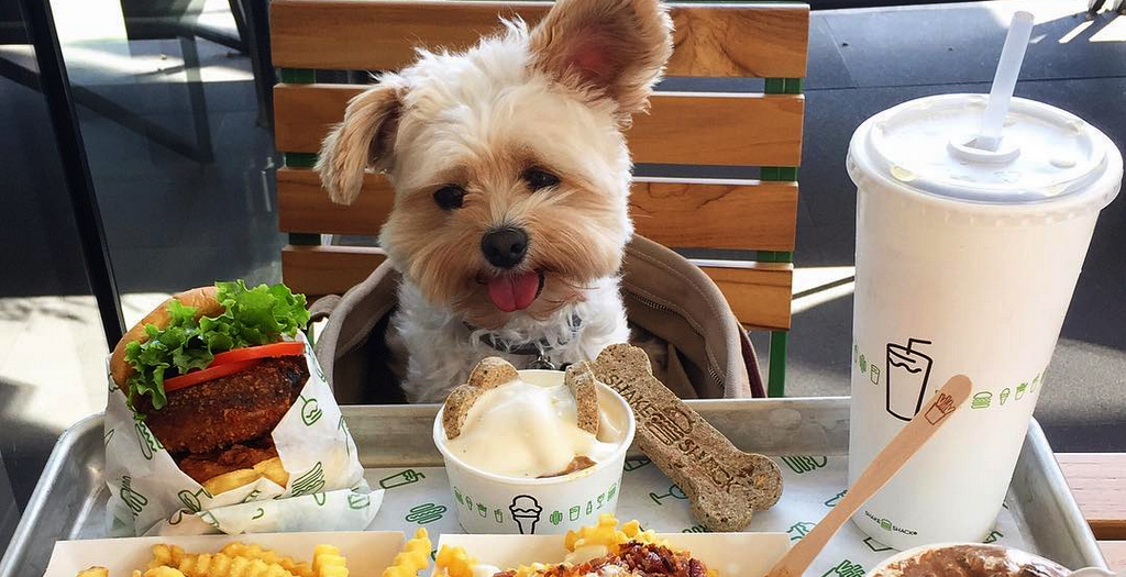 12-best-dog-friendly-restaurants-and-bars-in-brevard-dog-friends-san