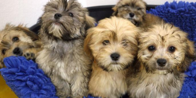 86 Dogs rescued From Illegal Breeder