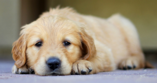 Sleeping disorder in dogs