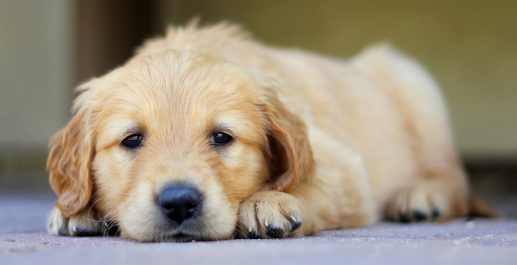 Is Your Dog Suffering From A Sleeping Disorder? | 