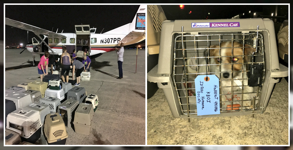 dog adoption in us