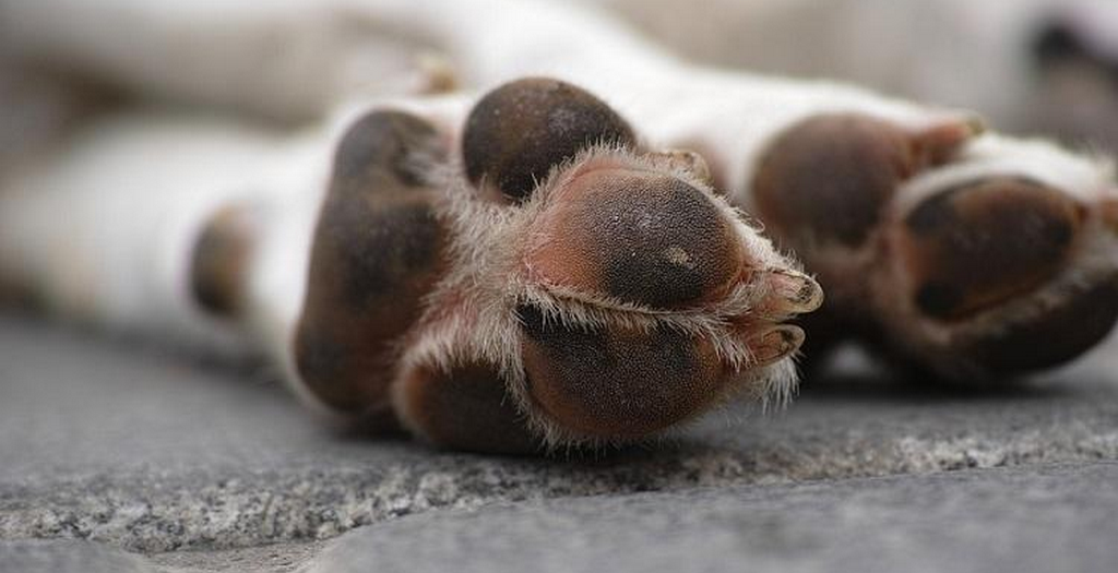 dog poison in Mumbai